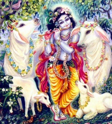 Lord Krishna With Cow Images