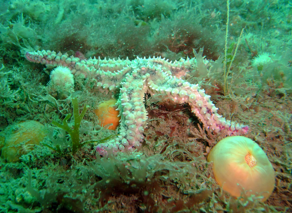 Lundy Island Diving Charter