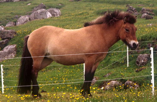 Lundy Pony