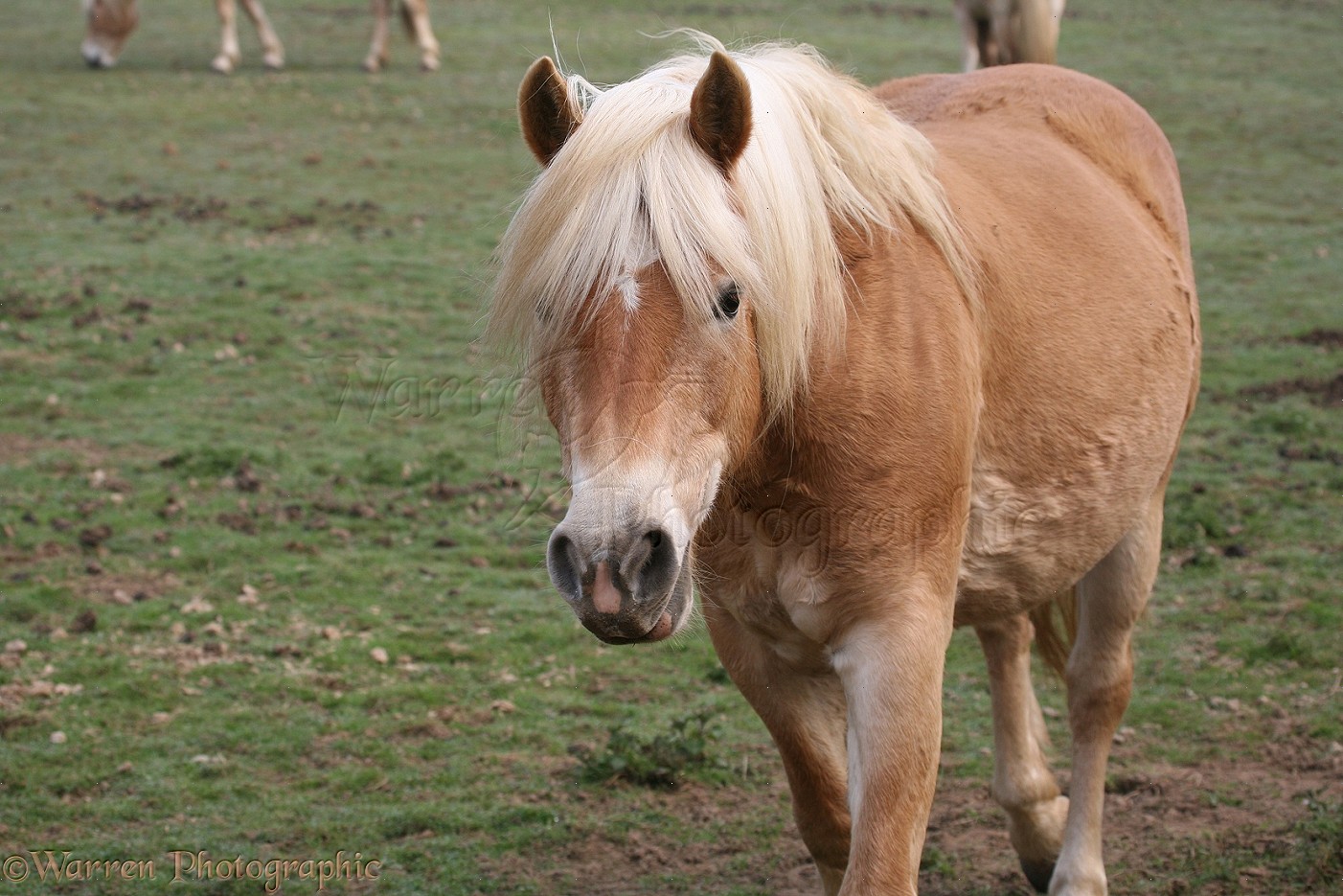 Lundy Pony