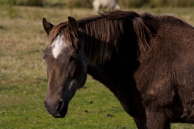 Lundy Pony