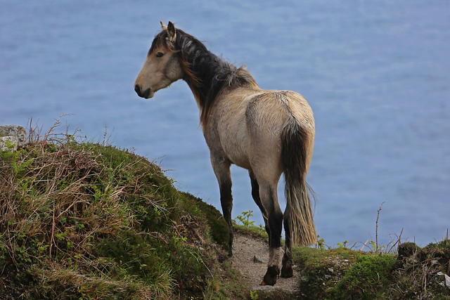 Lundy Pony