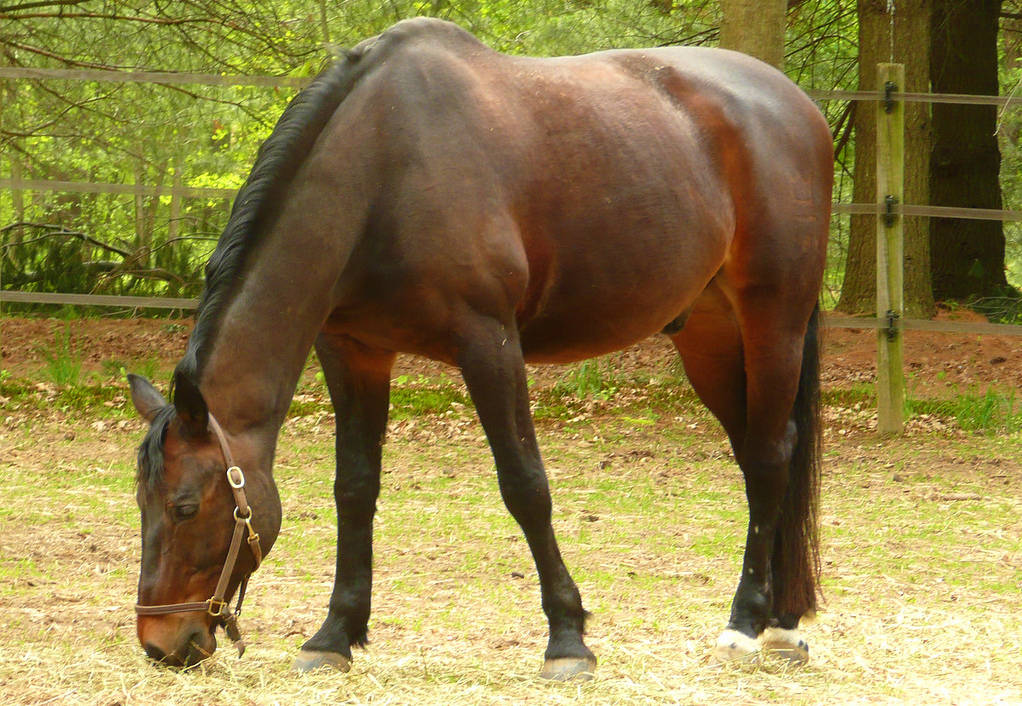 Lundy Pony