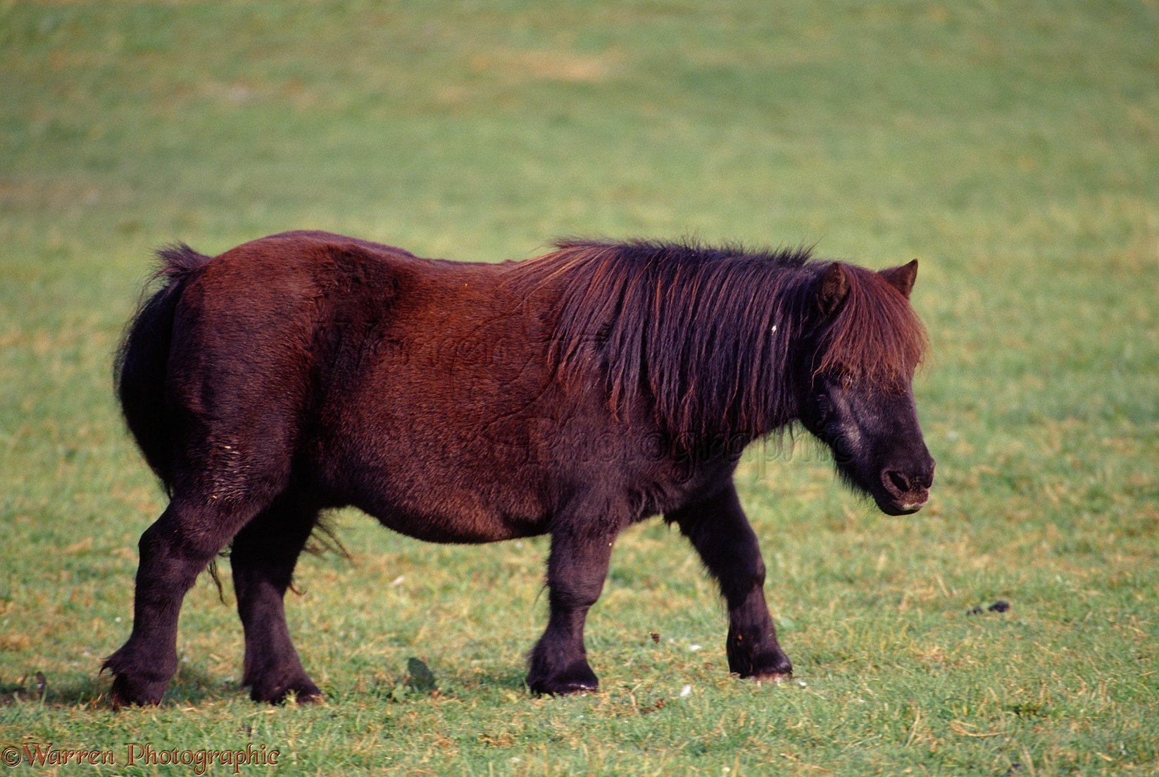 Lundy Pony