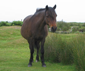 Lundy Pony