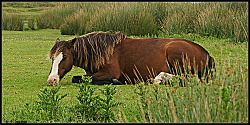 Lundy Pony