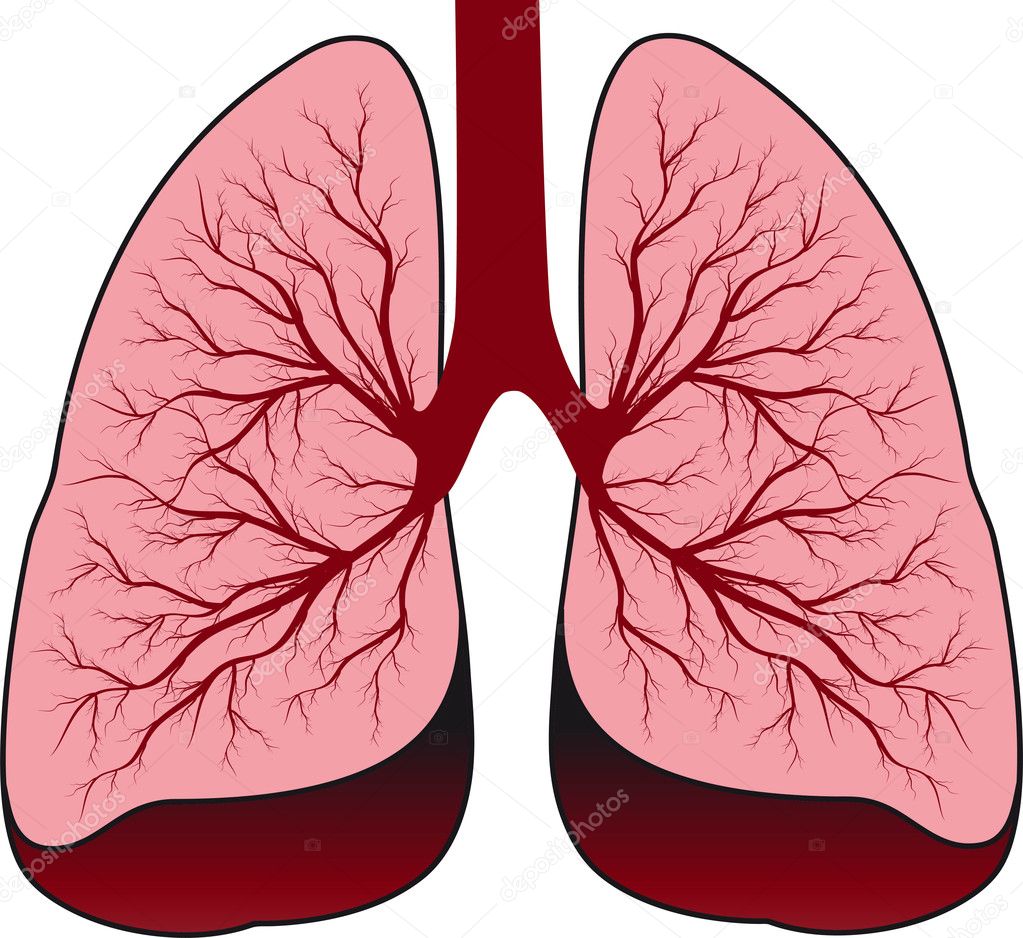 Lungs