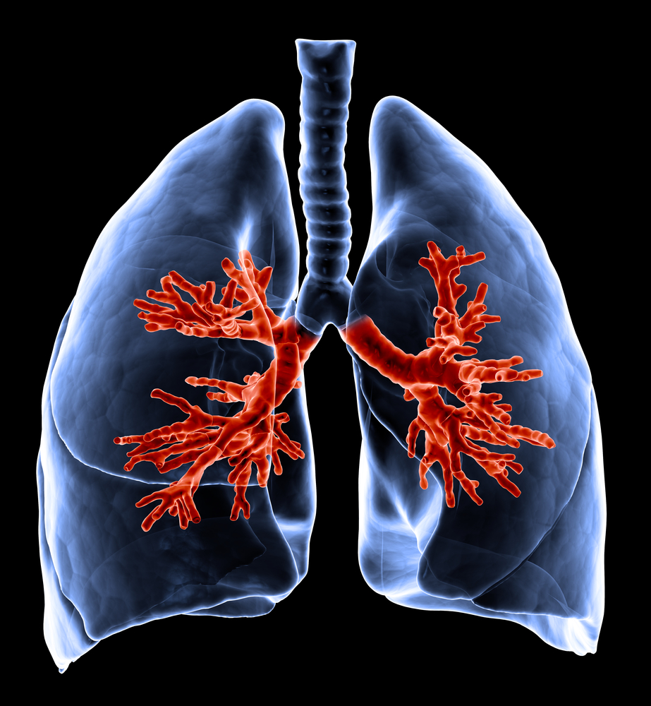 Lungs