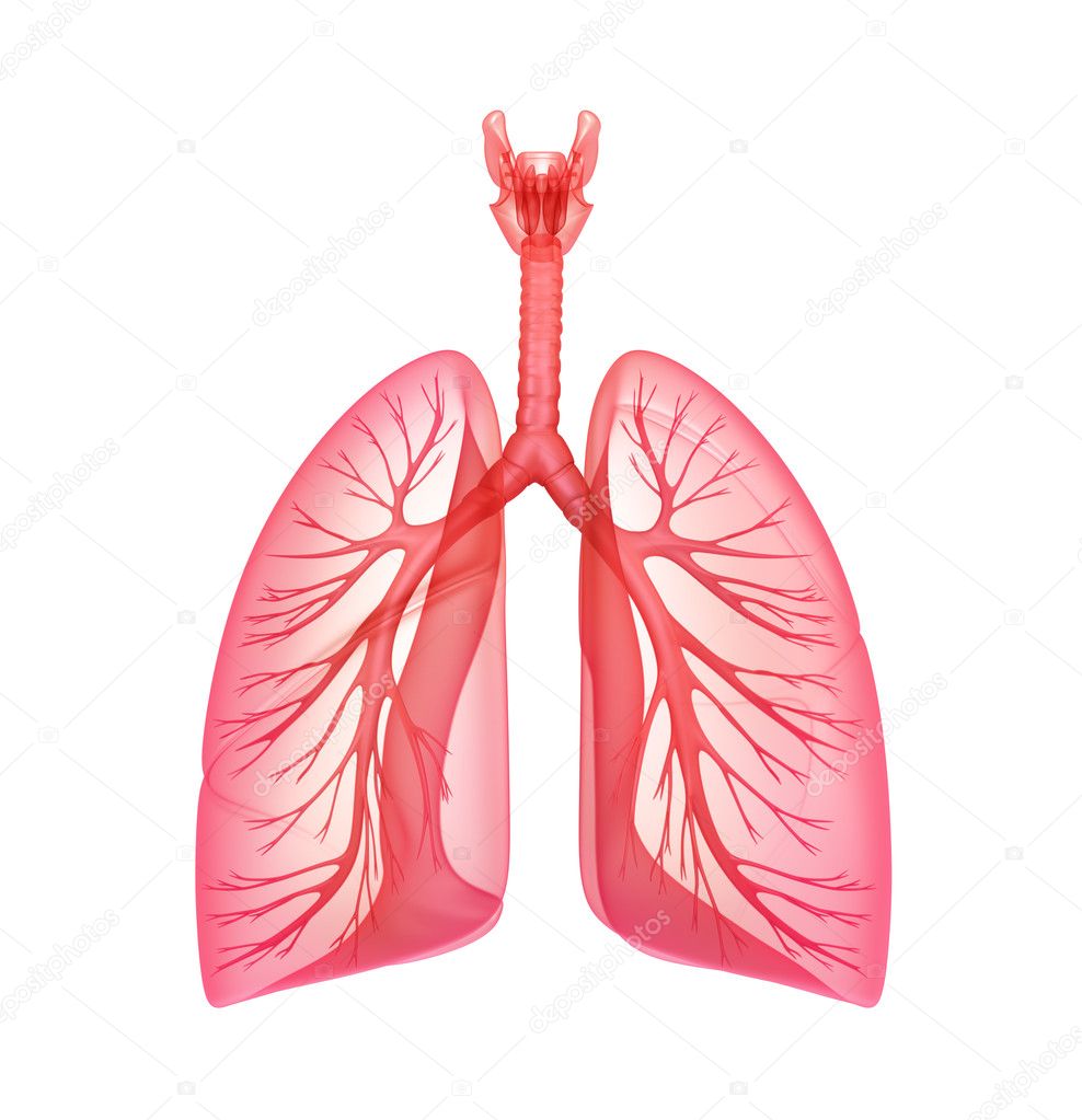 Lungs