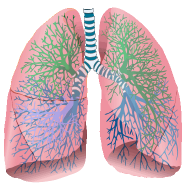 Lungs