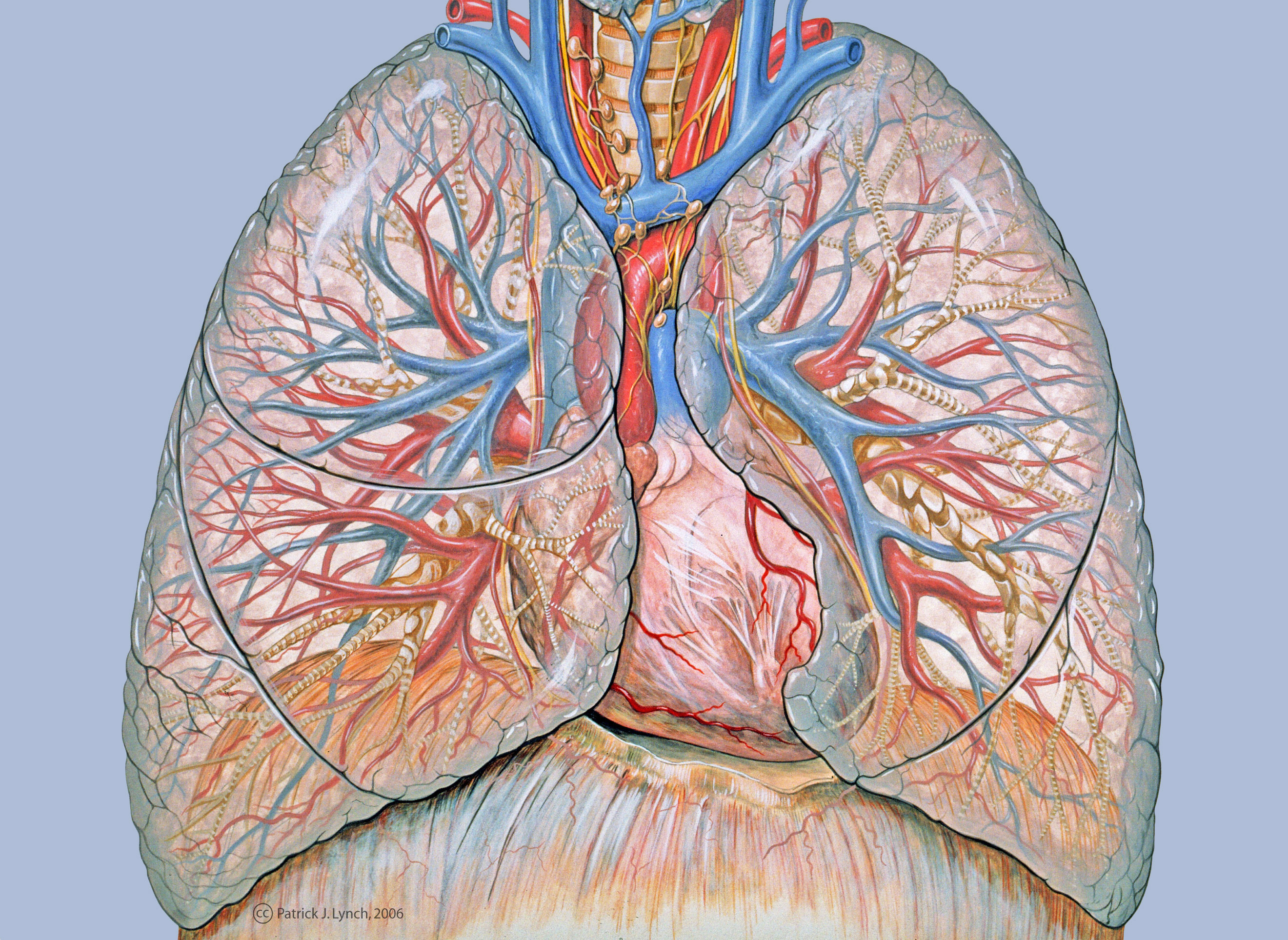 Lungs Anatomy