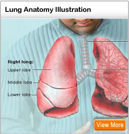 Lungs Anatomy