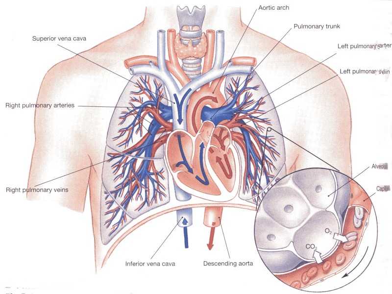 Lungs Anatomy