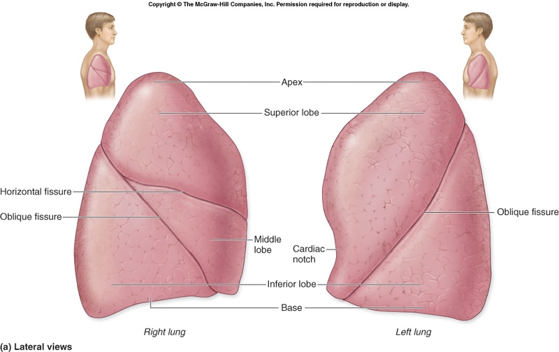 Lungs Anatomy