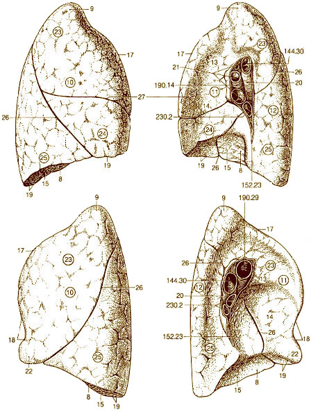 Lungs Anatomy