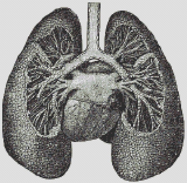 Lungs And Heart