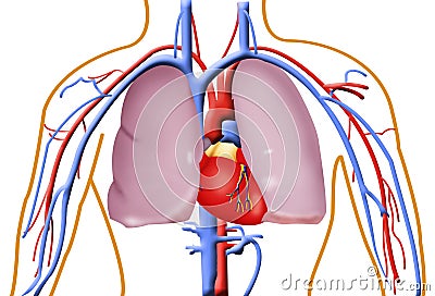 Lungs And Heart