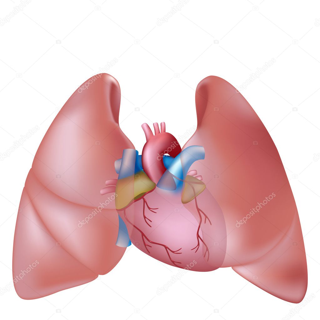 Lungs And Heart