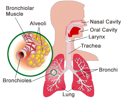 Lungs And Heart Diagram