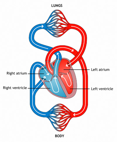 Lungs And Heart Diagram