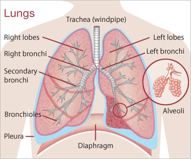 Lungs And Heart Diagram