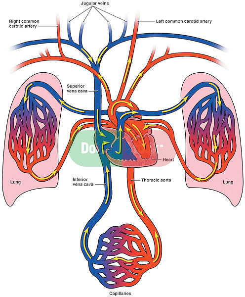 Lungs And Heart Diagram