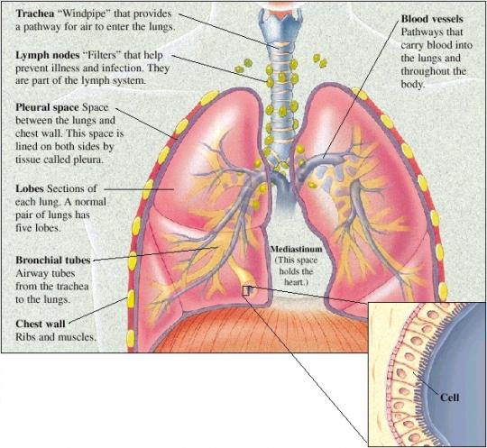 Lungs And Heart Work Together