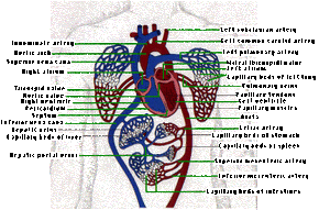 Lungs And Heart Work Together