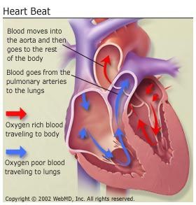 Lungs And Heart Work Together