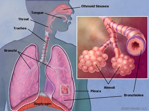 Lungs Diagram