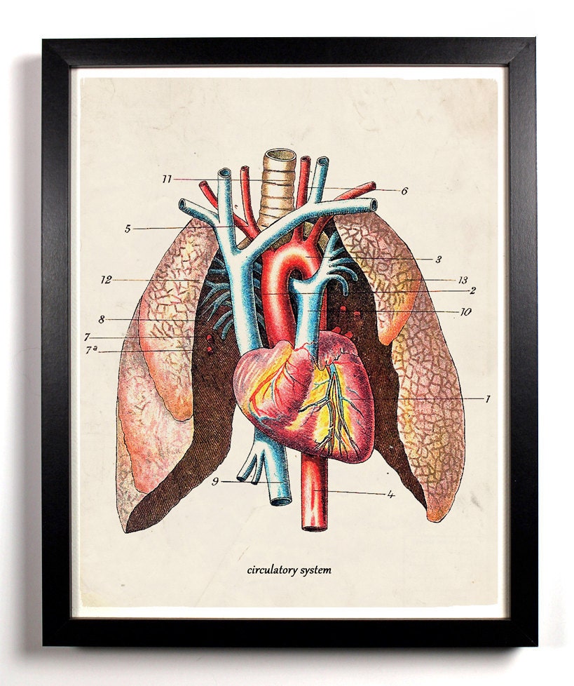 Lungs Diagram