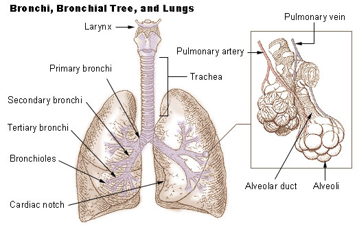 Lungs Diagram