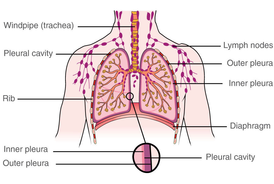 Lungs Diagram