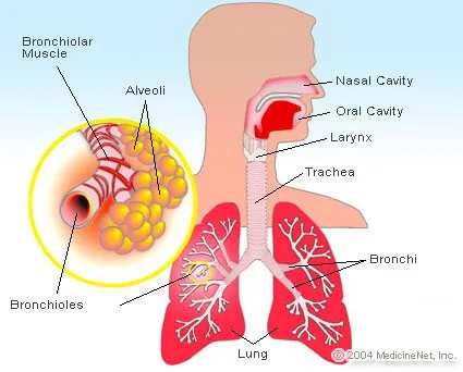 Lungs Function