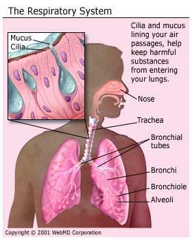 Lungs Function