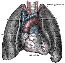 Lungs Function