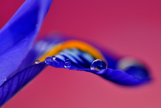 Macro Iris Photography