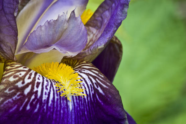 Macro Iris Photography