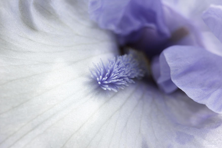 Macro Iris Photography