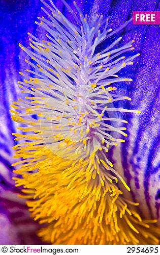 Macro Iris Photography