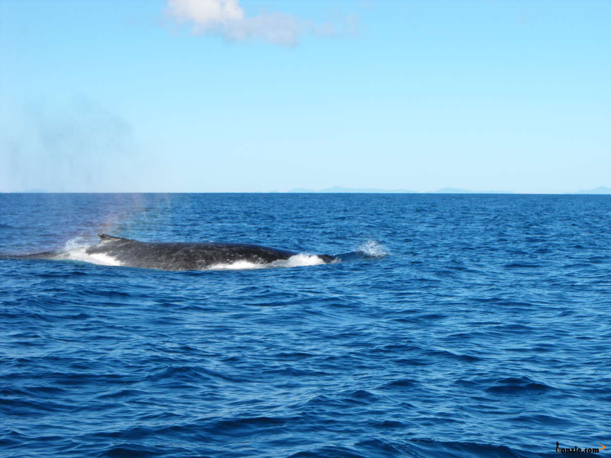 Masthead Island