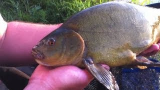 Method Feeder Fishing Videos