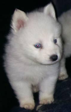 Mini Huskies For Sale