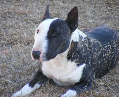 Miniature English Bull Terrier For Sale