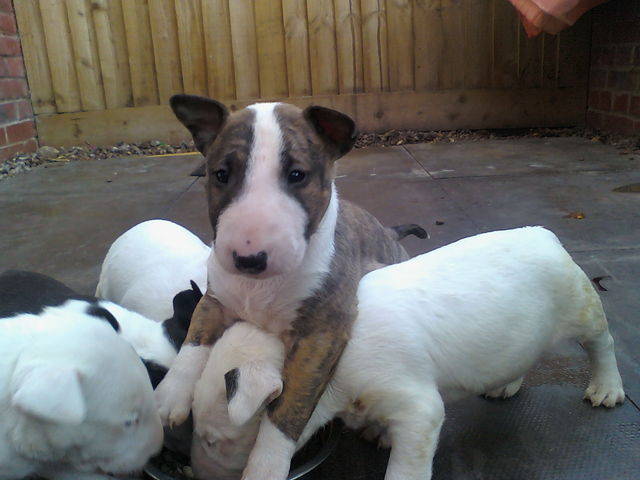 Miniature English Bull Terrier For Sale Uk