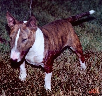 Miniature English Bull Terrier For Sale Uk