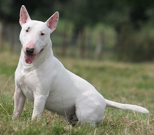 Miniature English Bull Terrier Puppies