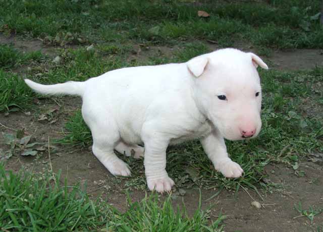 Miniature English Bull Terrier Puppies