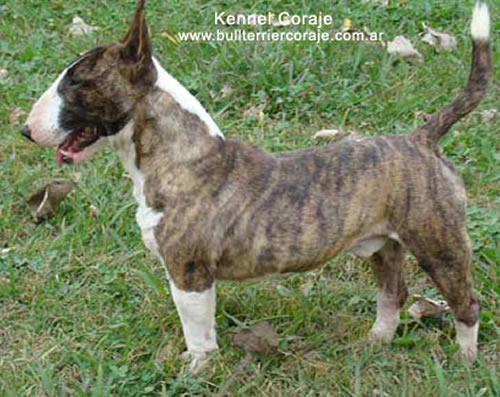 Miniature English Bull Terrier Puppies