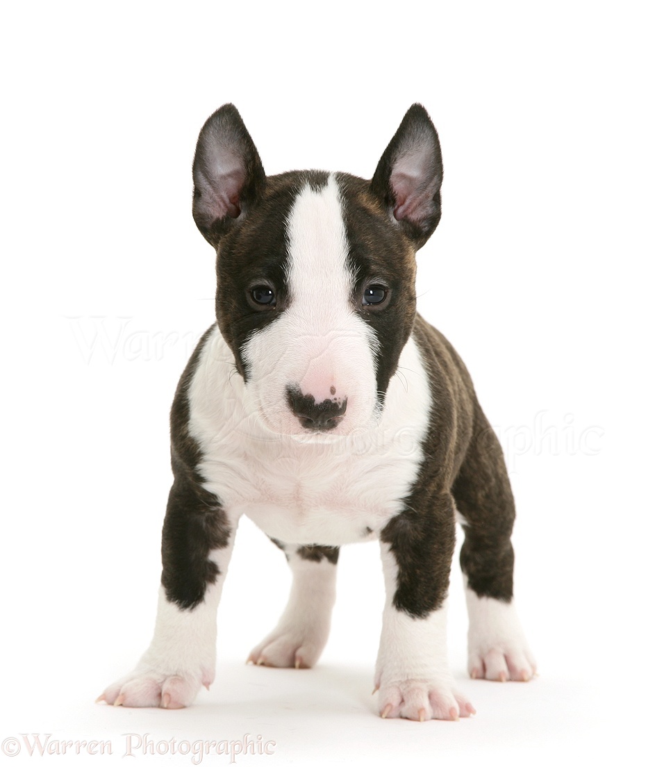 Miniature English Bull Terrier Puppies